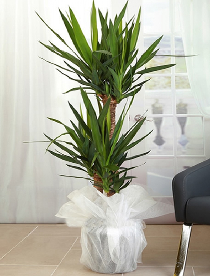 3 Gövdeli Yuka ( Yucca ) Saksı Çiçeği 160 cm