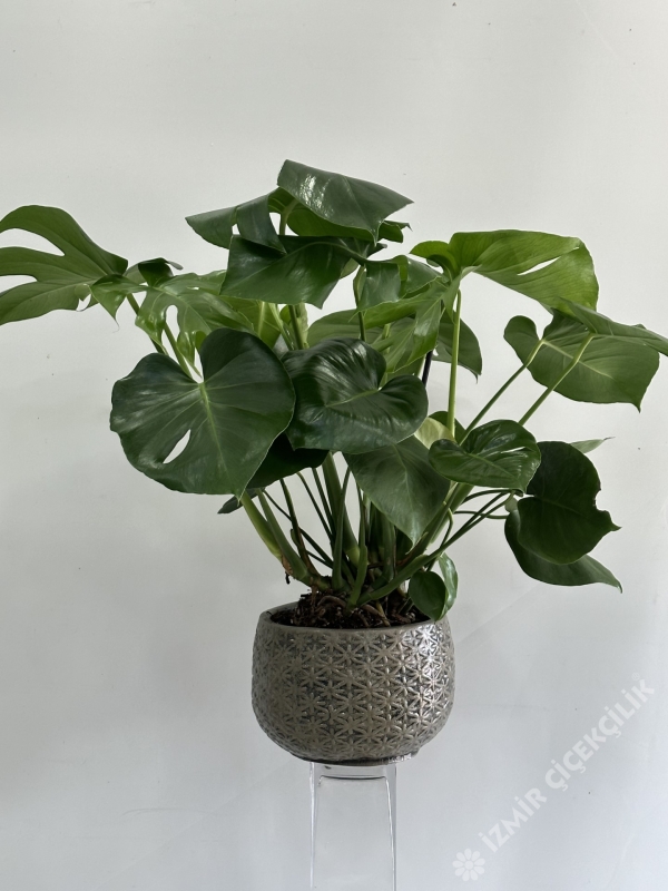 Dekoratif Saksıda Monstera