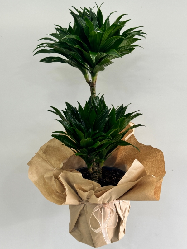 Dracaena Compacta 3 Gövdeli 80 cm 