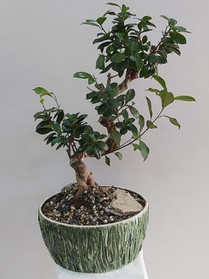 Bonsai Ficus 70 cm