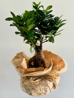 Ficus Bonsai 40 - 50 cm